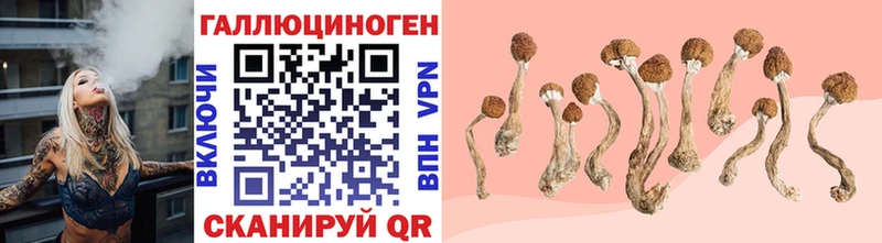 закладка Кондопога Галлюциногенные грибы Psilocybine cubensis